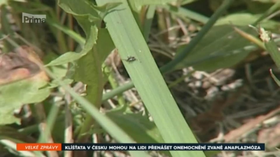 19. 8. 2018 VELKÉ ZPRÁVY: KLÍŠŤATA V ČESKU MOHOU NA LIDI PŘENÁŠET ONEMOCNĚNÍ ZVANÉ ANAPLAZMÓZA